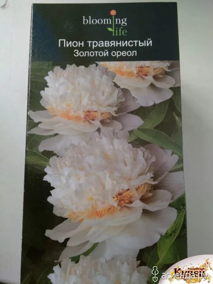 Пион золотой орел фото и описание Искушение из Леруа: Дневник пользователя Butyzenok