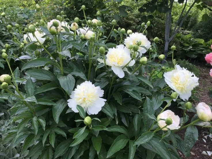 Пион золотой орел фото и описание Paeonia lactiflora 'honey gold' (Chinese peony). Growing peonies, Paeonia lactif