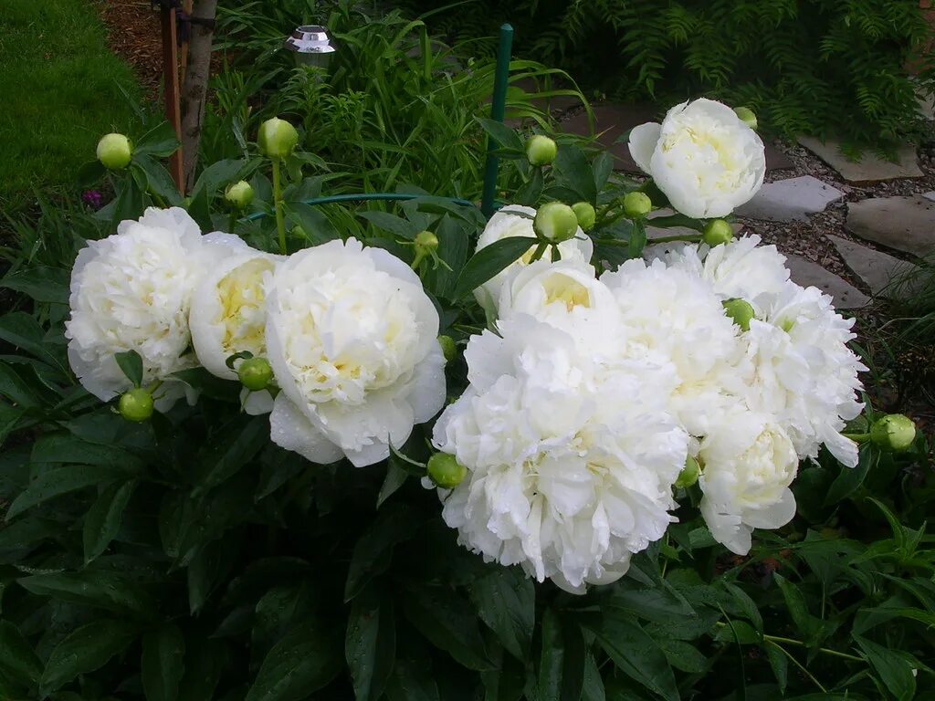 Пион золушка фото и описание Dutch Peony