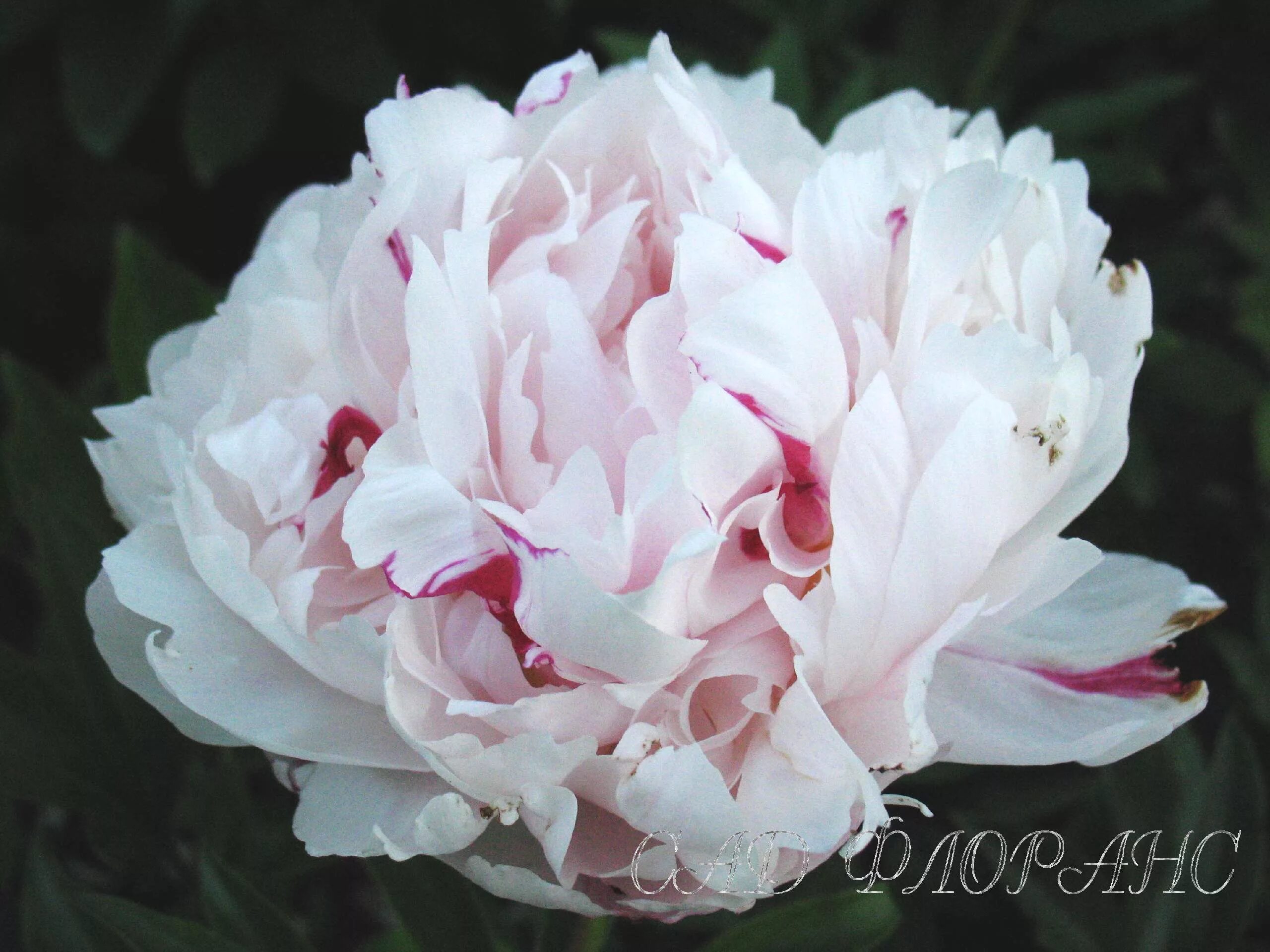 Пион золушка фото и описание Сад Флоранс - Пионы - (Paeonia)