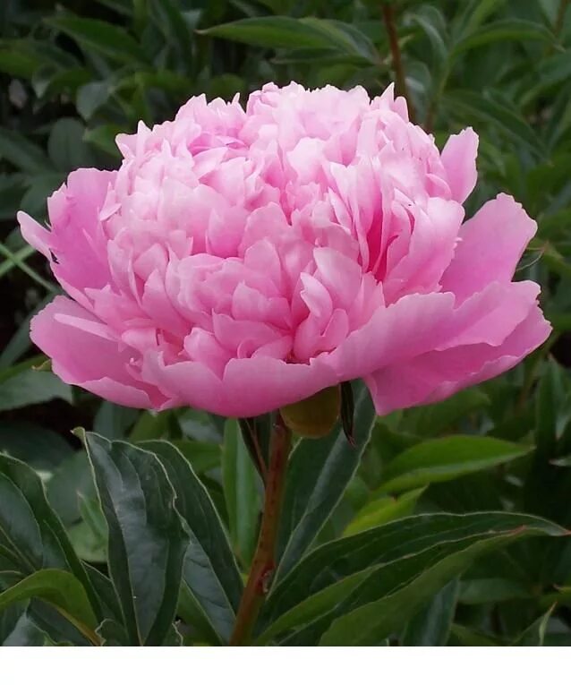 Пион зорька фото Pioenroos 'Sarah Bernhardt' (Paeonia lactiflora 'Sarah Bernhardt') MijnTuin.org 