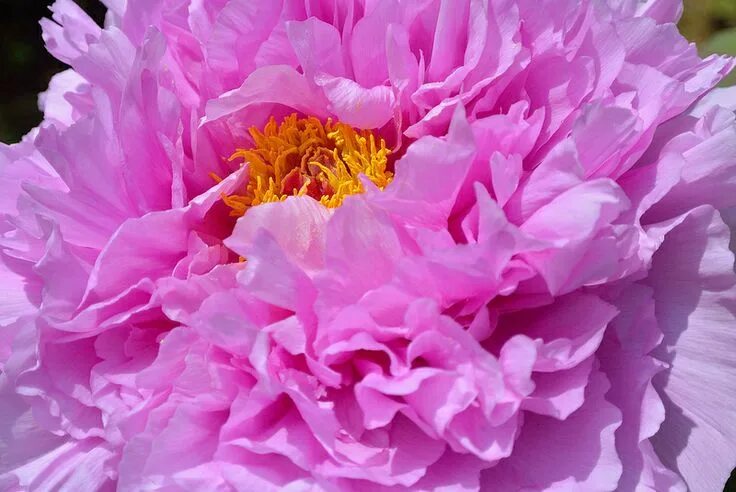 Пион зорька фото Peony Peonies, Growing peonies, Flower wall art