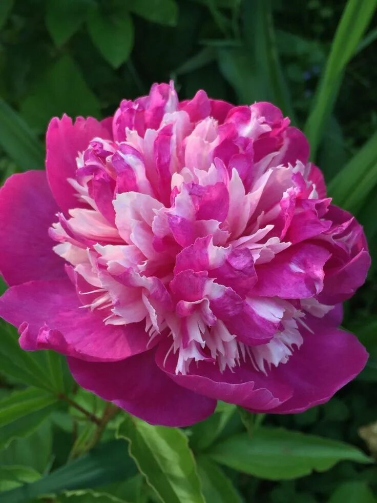 Пион зорька фото Photo of Peony (Paeonia 'Rare Flower of the Frosty Dew') uploaded by Mieko2 Rare