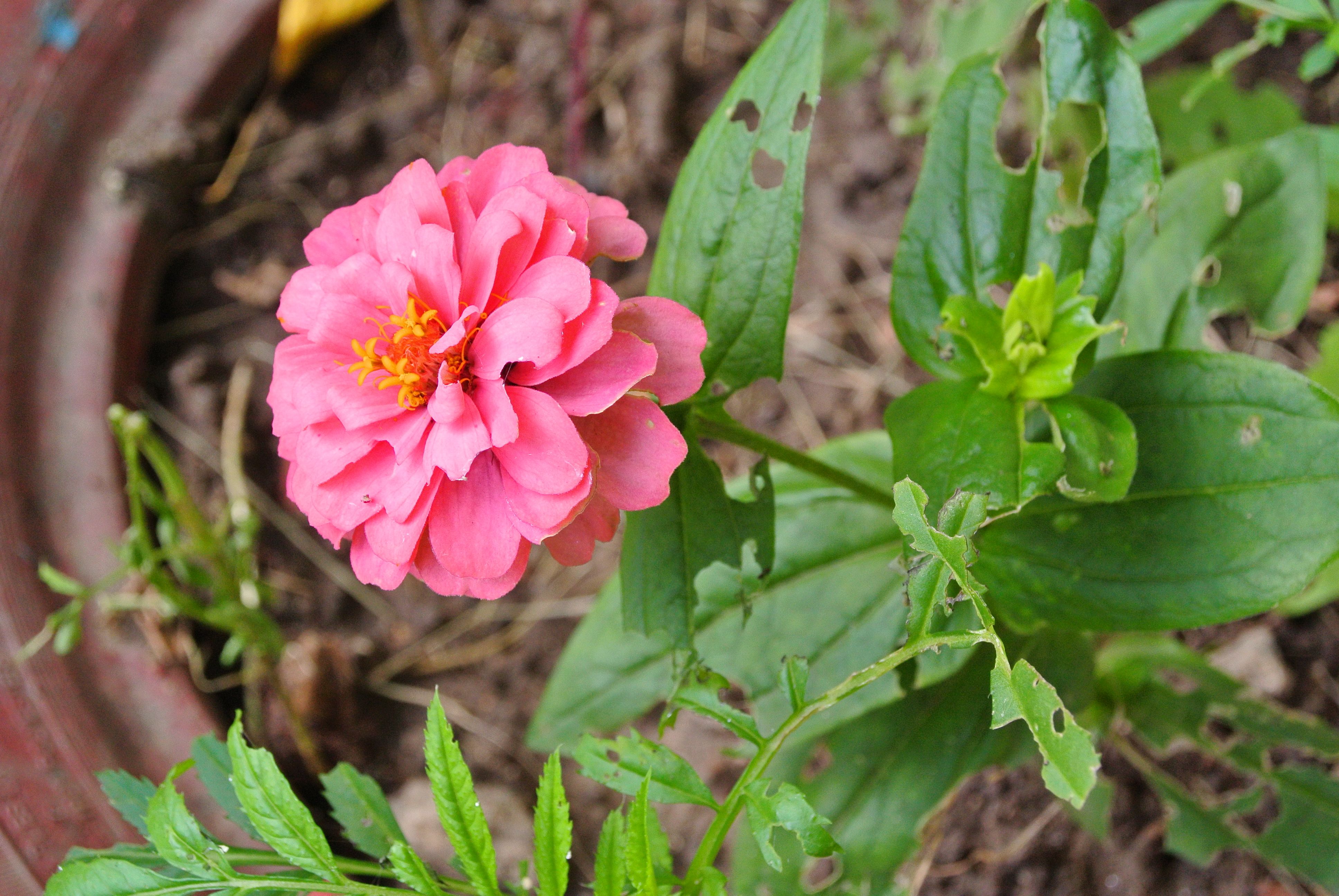 Пион зорька фото Цинния (Zinnia). Лето в Челябинске, Россия (Russia, summer in the city of Chelya