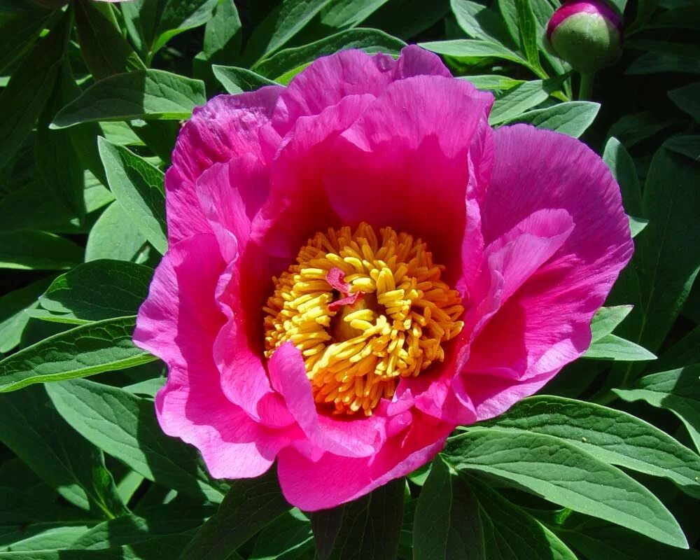 Пион зорька фото Paeonia officinalis
