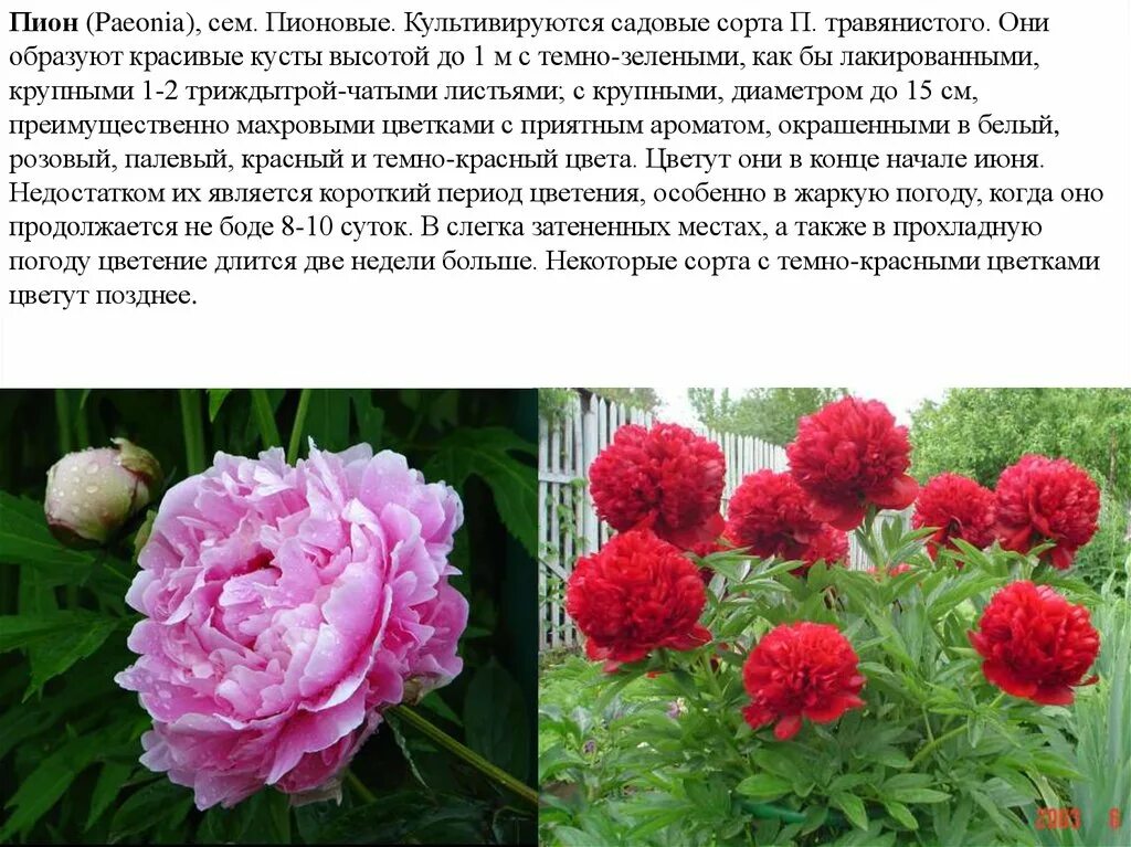 Пион зорька фото и описание Картинки ПИОН ФОТО И ОПИСАНИЕ