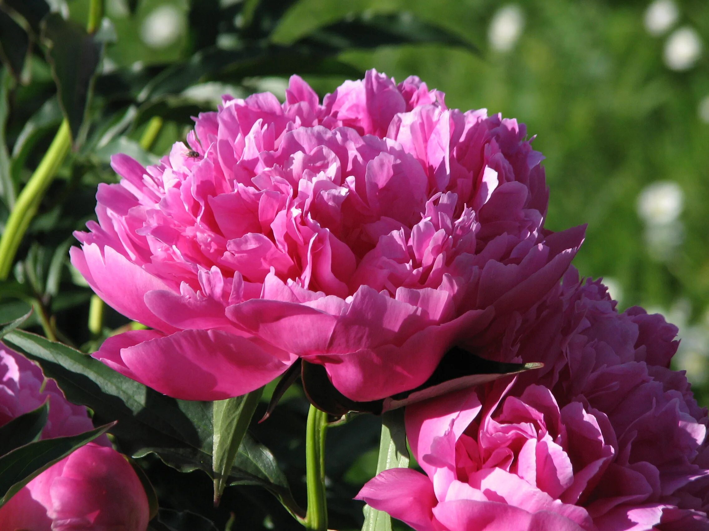 Пион зорька фото и описание File:Paeonia 'Voskhod' 24.JPG - Wikimedia Commons