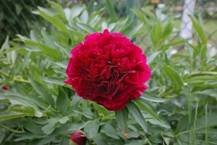 Пион зорька фото и описание Paeonia officinalis Rubra Plena
