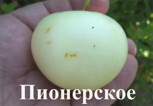 Пионерами яблоня описание фото Купить Яблоня "Пионерское" Садоград 1летние саженцы - интернет-магазин Садоград 