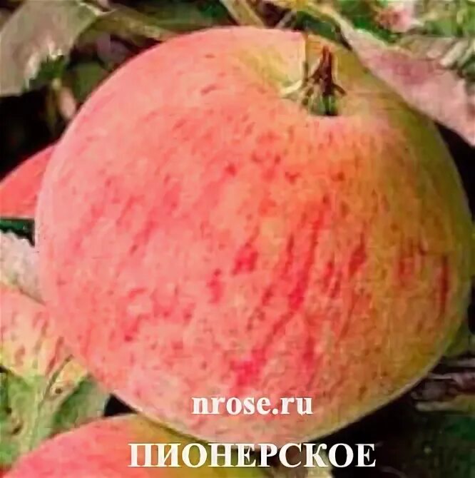 Пионерами яблоня описание фото СОРТА ЯБЛОНЬ