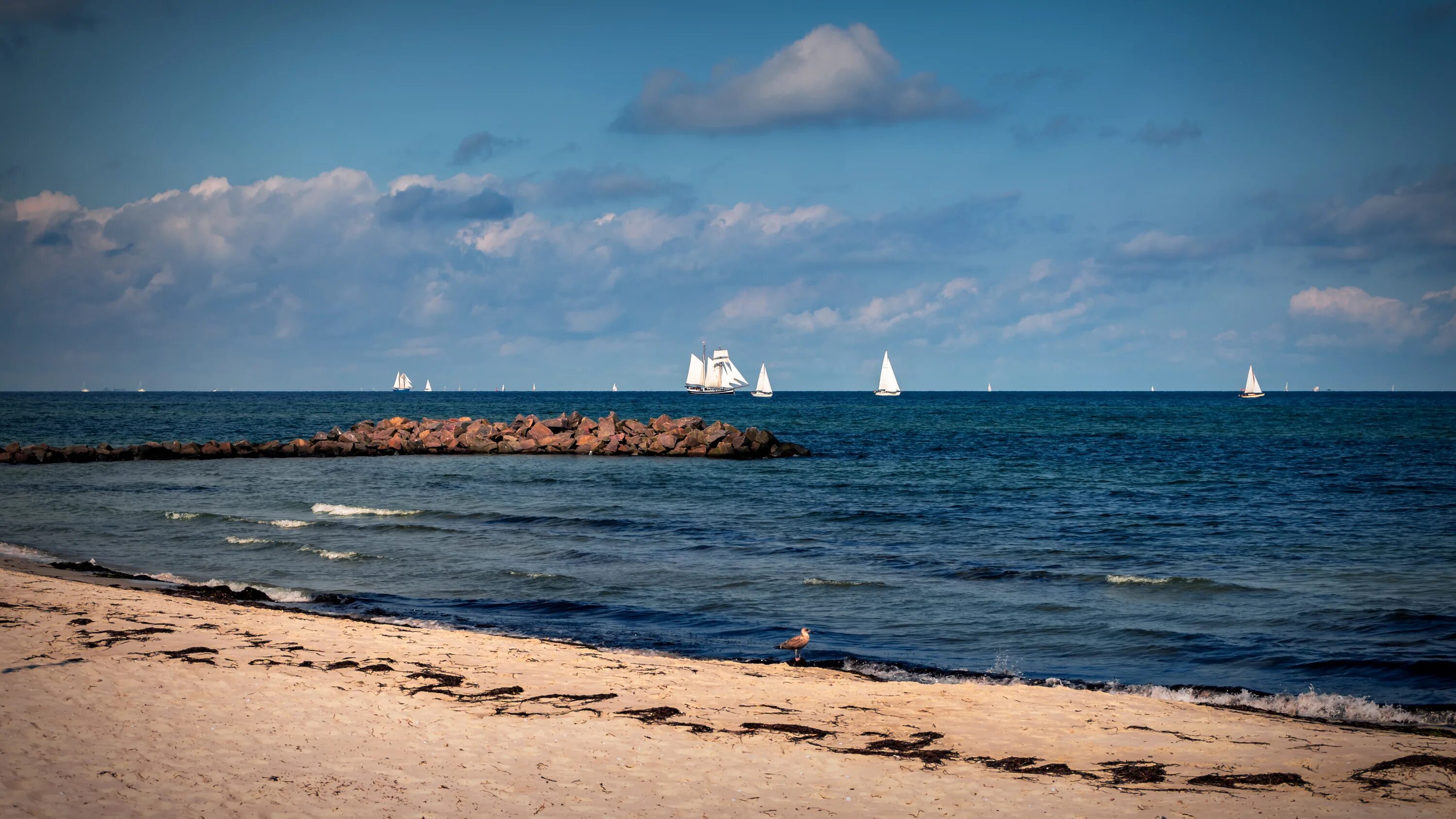 Пионерский море фото Distant view of white sailing boats on the baltic sea free image download