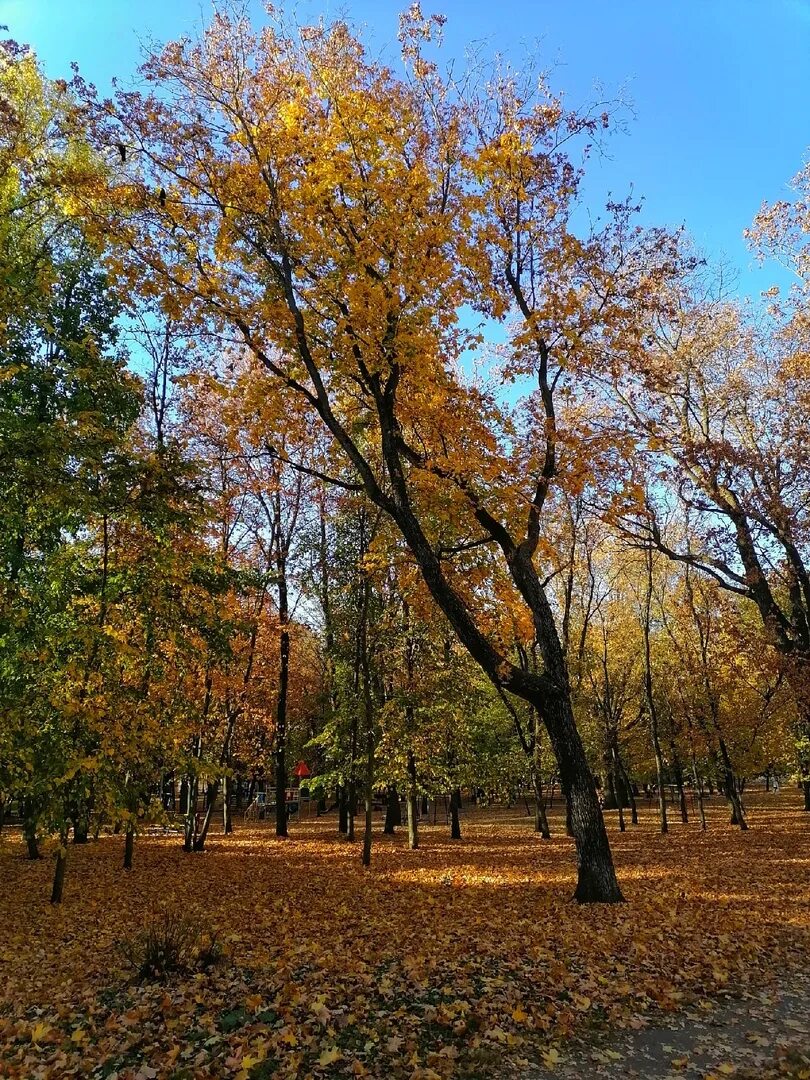 Пионерский парк тамбов пионерский парк фото Парк на ул. Пионерской Автор фотоснимков - Дима Красивый Тамбов