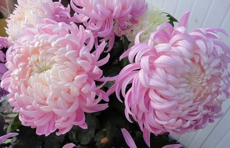 Пионовидные хризантемы фото Pin by Валерия Шутка on цветы Flowers, Flower art, Rose