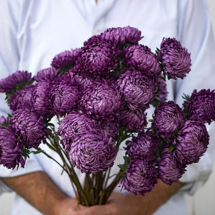 Пионовидные хризантемы фото Tower Violet - China Aster Seed Johnny's Selected Seeds Flower seeds, Cut flower