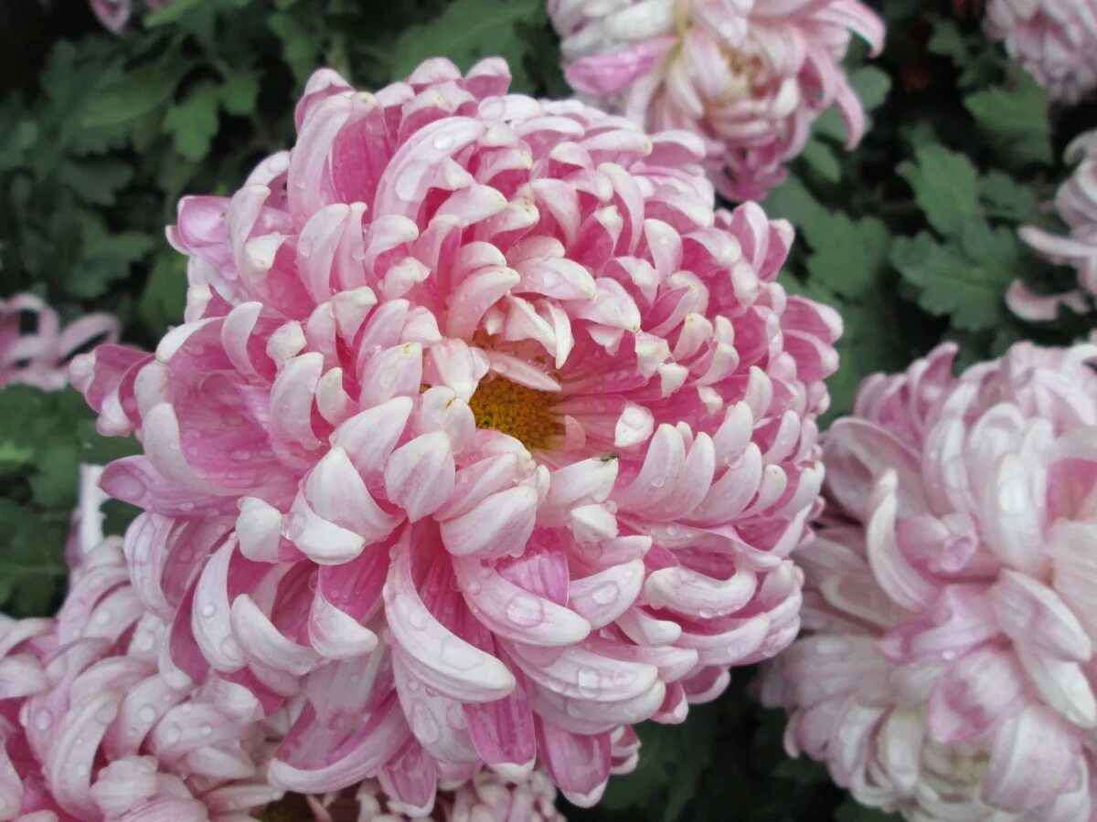 Пионовидные хризантемы фото Free Images : flower, purple, petal, park, pink, dahlia, chrysanthemum, peony, f