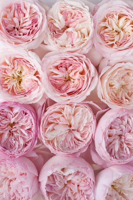 Пионовидные розы фото Елена Ищенко. Цветы ручной работы. David austin roses, David austin, Austin rose