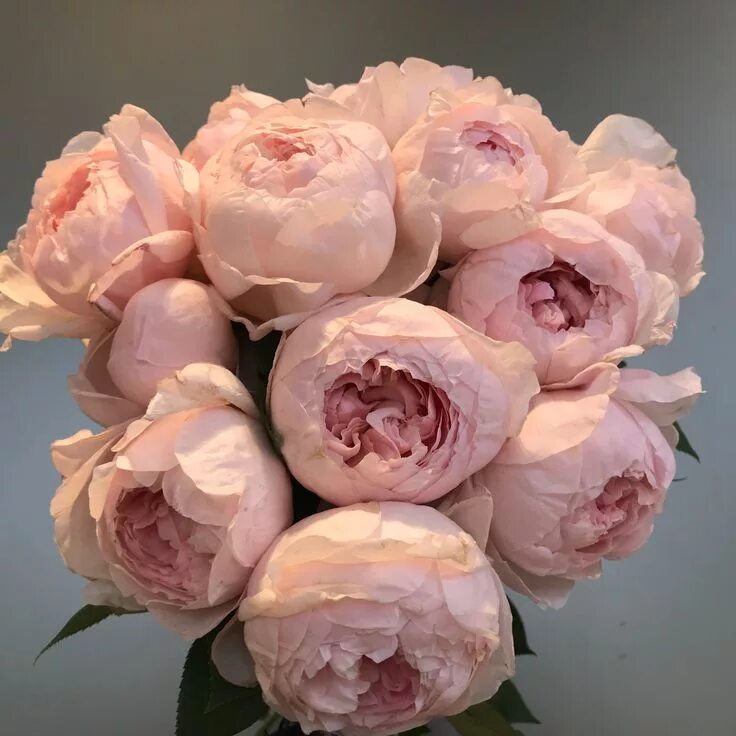 Пионовидные розы фото и названия Пиони Пинк #феярозы #feyarozy #flowers #rozblog #садовыерозы #французскиерозы #ц
