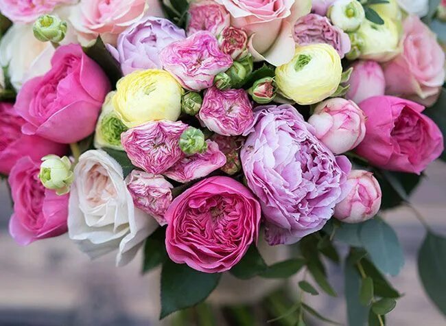 Пионовидные розы фото с днем рождения цветы в букете Flowers, Rose, Plants
