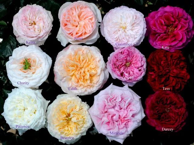 Пионовидные розы сорта с фото и названиями 10 Most Popular Garden Rose Colors and Their Meanings - Garden Roses Direct Rose
