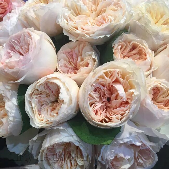 Пионовидные розы сорта с фото и названиями Garden Roses Direct Rose varieties, Rose, Rose garden