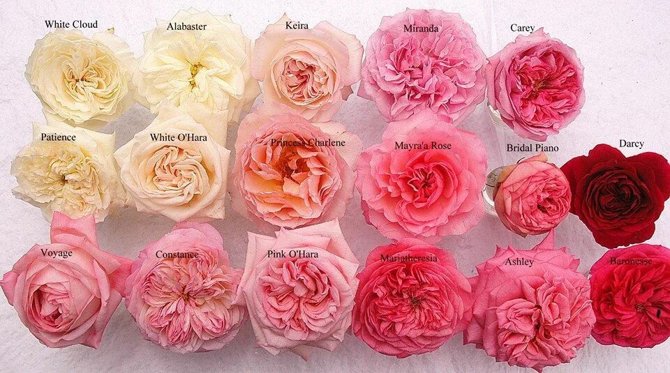 Пионовидные розы сорта с фото и названиями Pin on Roses
