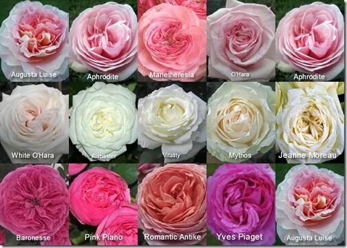 Пионовидные розы сорта с фото и названиями Garden roses - cheaper alternative to peonies ? Rose varieties, Types of roses, 