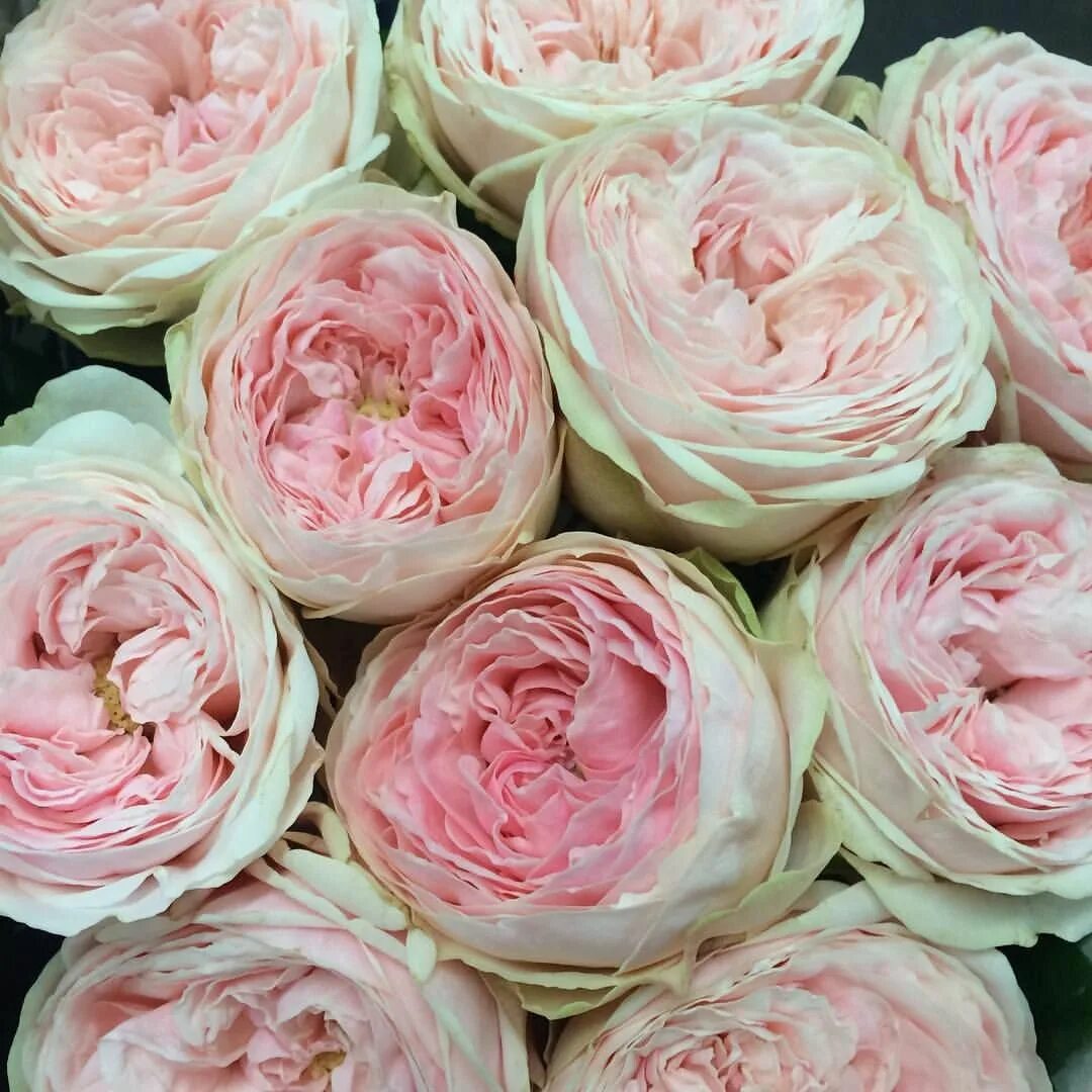 Пионовидные розы сорта с фото и названиями Rose Mansfield Park #rose #holexflower #roses #rosa #flowersfromholland #holland