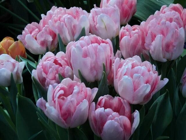 Пионовидные тюльпаны фото и названия пионовидные тюльпаны фото Flowers, Tulips, Rose