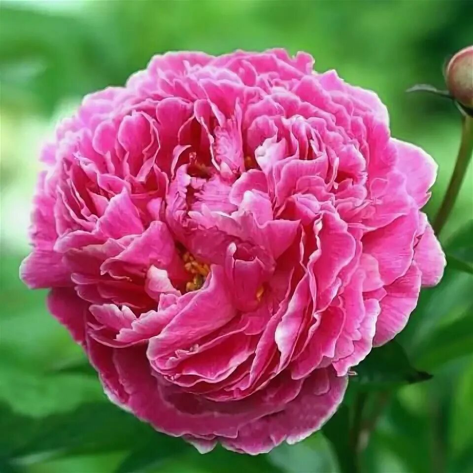Пионы бархатные фото Serebrenyi Velvet Peonies, Purple pages, Carnation bouquet