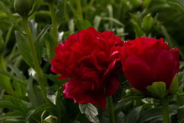 Пионы бархатные фото Christmas Velvet Peonies, Red peonies, Plant roots