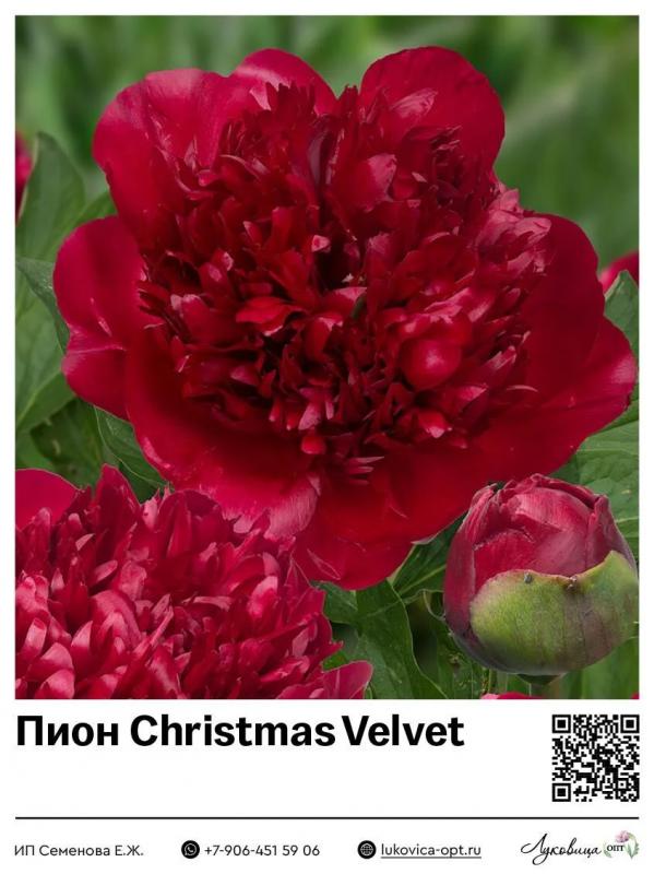 Пионы бархатные фото Совместные покупки - Москва и Московская обл. - Пион Christmas Velvet : Флора : 