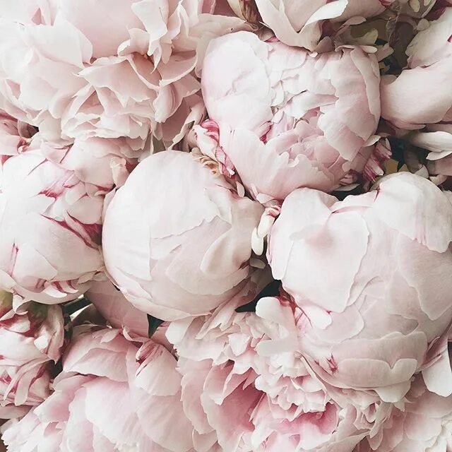Пионы бело розовые фото Instagram photo by Bridal Musings Wedding Blog * May 29, 2016 at 8:15am UTC Pink