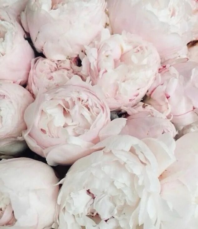 Пионы бело розовые фото Light Pink Peonies Pretty flowers, Pink peonies, Beautiful flowers