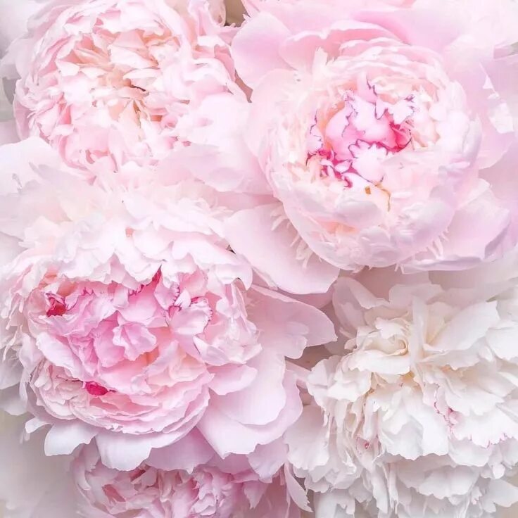 Пионы бело розовые фото Peonies Love flowers, Pretty flowers, Peonies