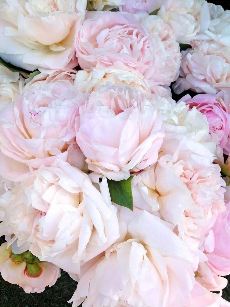 Пионы бело розовые фото The Rose Garden Beautiful flowers, Beautiful blooms, Pretty flowers