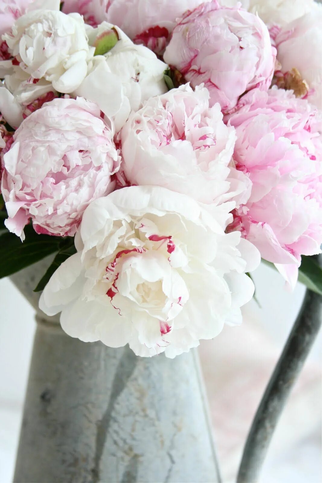 Пионы бело розовые фото Centerpieces for your Home Peonies in Tin from Dreamy Whites Peonies centerpiece