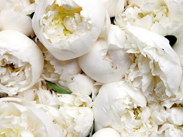 Пионы белые фото красивое white cabbage rose White wedding flowers, Wedding flowers, Flower centerpieces