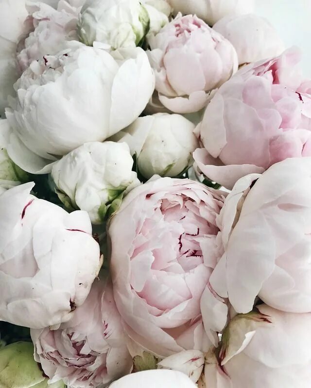 Пионы белые фото красивое Pin auf интерьер Schöne blumen, Blumen, Pflanzen