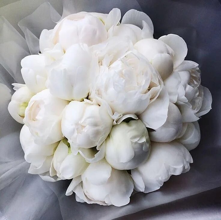 Пионы белые фото красивое Pin auf Wedding decor