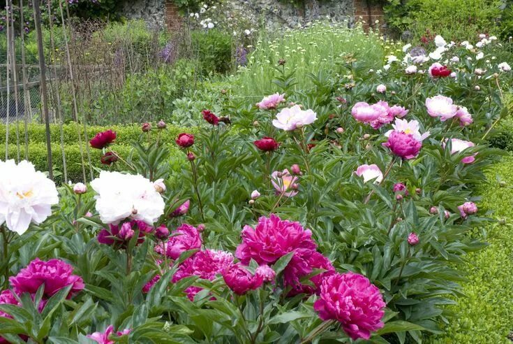 Пионы дачные фото What Is Perennial and What Are the Different Types? Flowers perennials, Planting