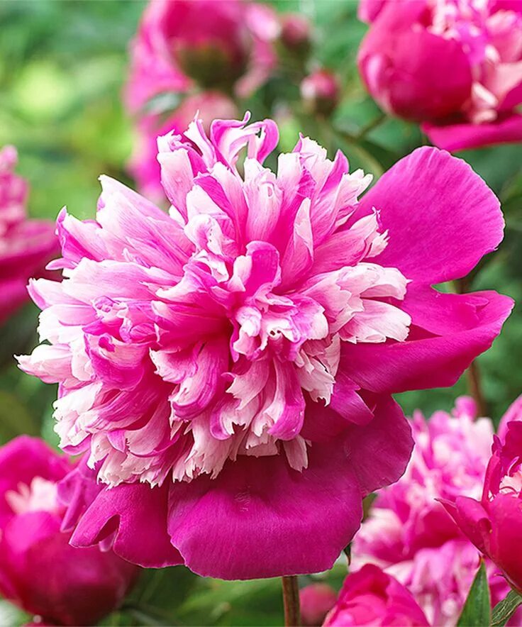 Пионы дейдрим фото Spring Hill Nursery Live Celebrity Peony Bare-Root Spring hill nursery, Peonies 