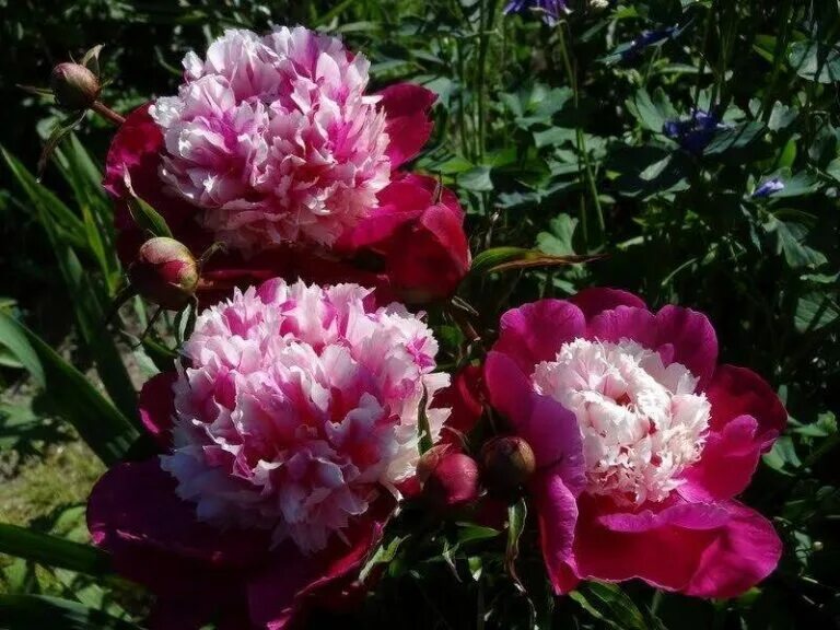 Пионы дейдрим фото Пион Селебрити (Paeonia Celebrity) - Садовое ателье СвеЖеНика