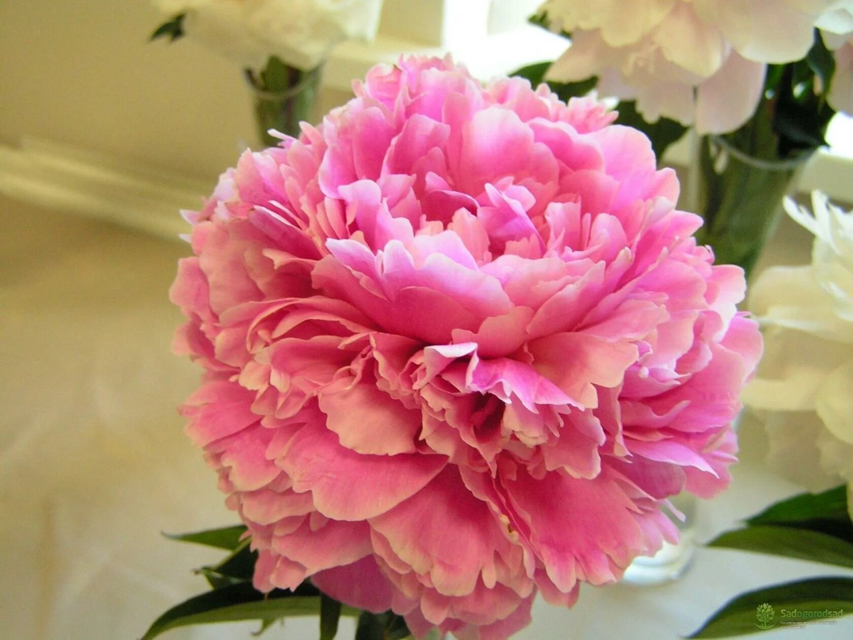 Пионы дейдрим фото Море пионов - Premiera