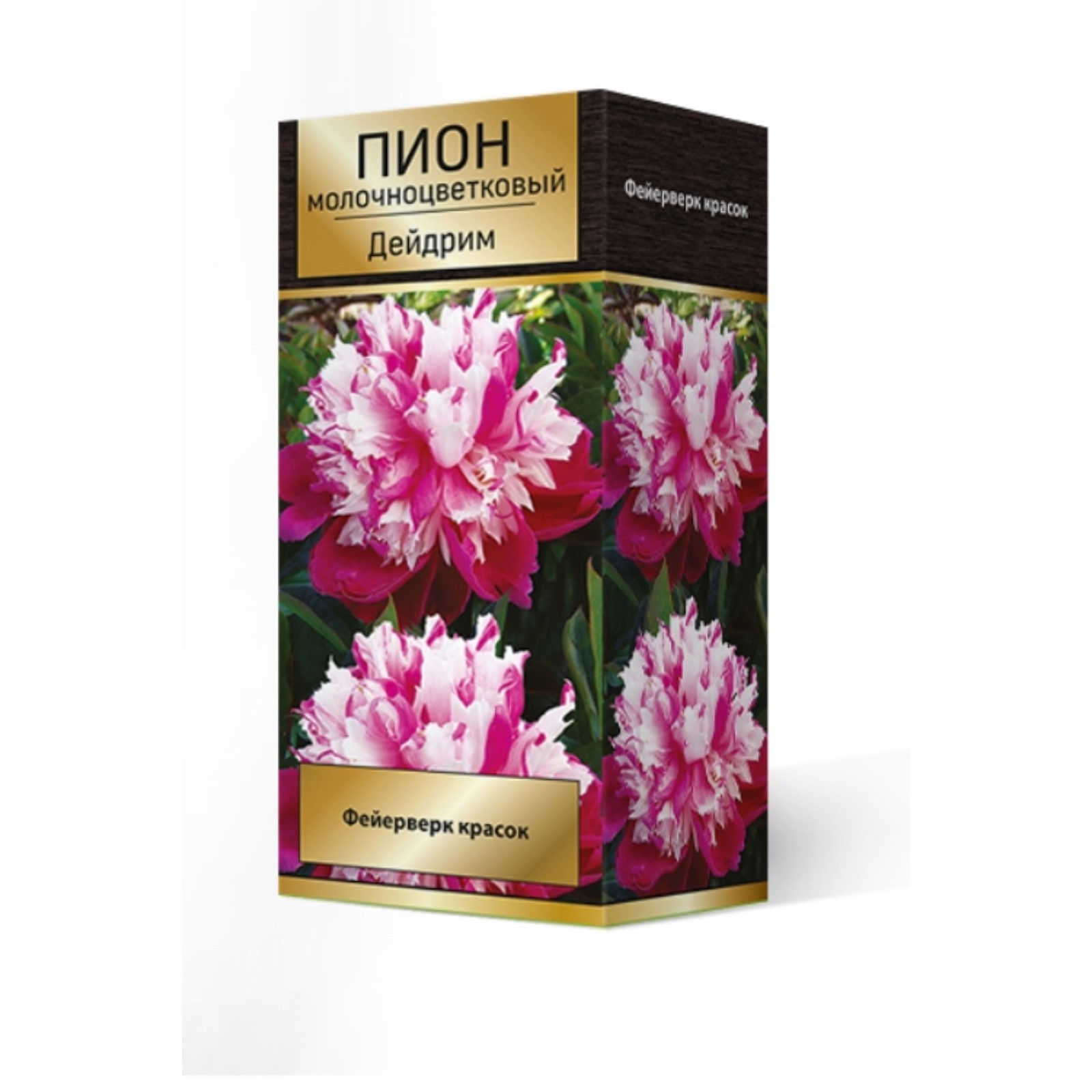 Пионы дейдрим фото Пионы молочноцветковые Дейдрим, 2-3 р-р, 1 шт. 70 h(см), Осень 2024 (9245935) - 