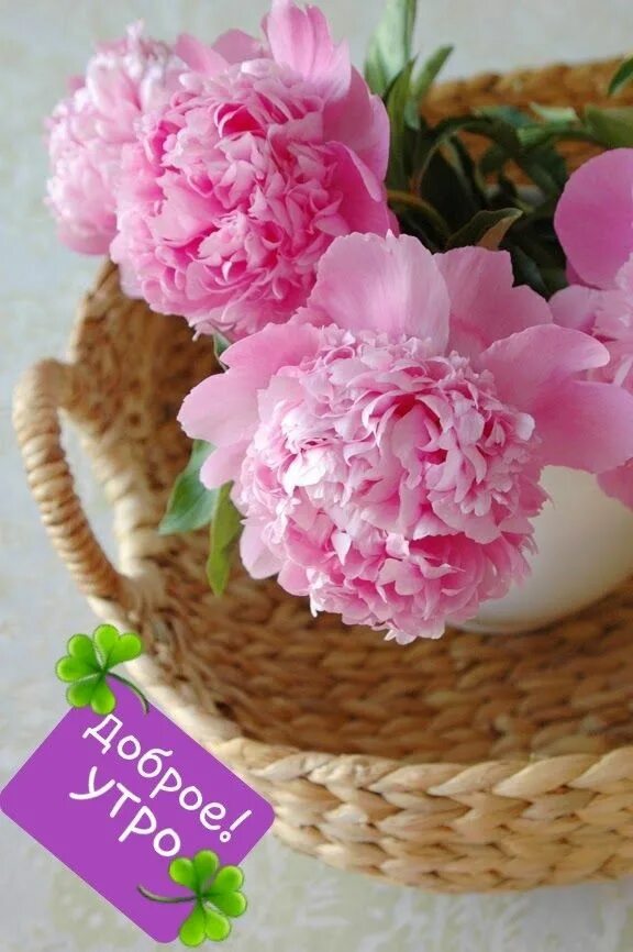 Пионы доброе утро фото Pin by Ffff Gffgg on Доброе утро Good morning flowers, Pink peonies, Birthday wi