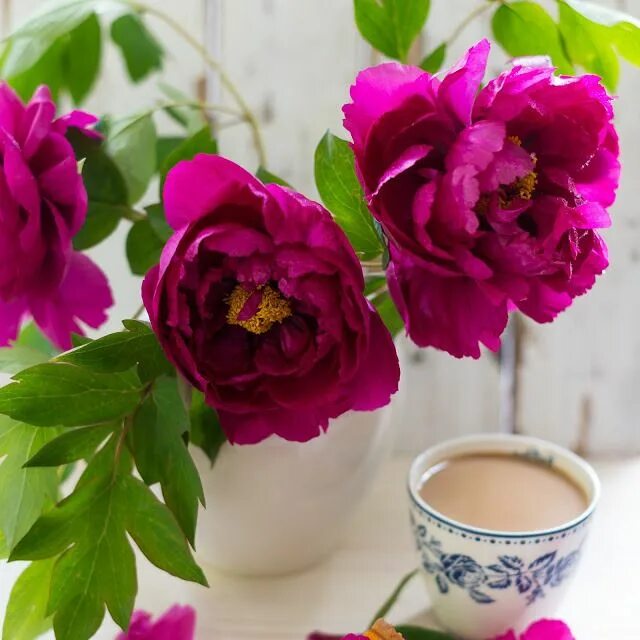 Пионы доброе утро фото D J I V A Floral arrangements, Coffee love, Flowers