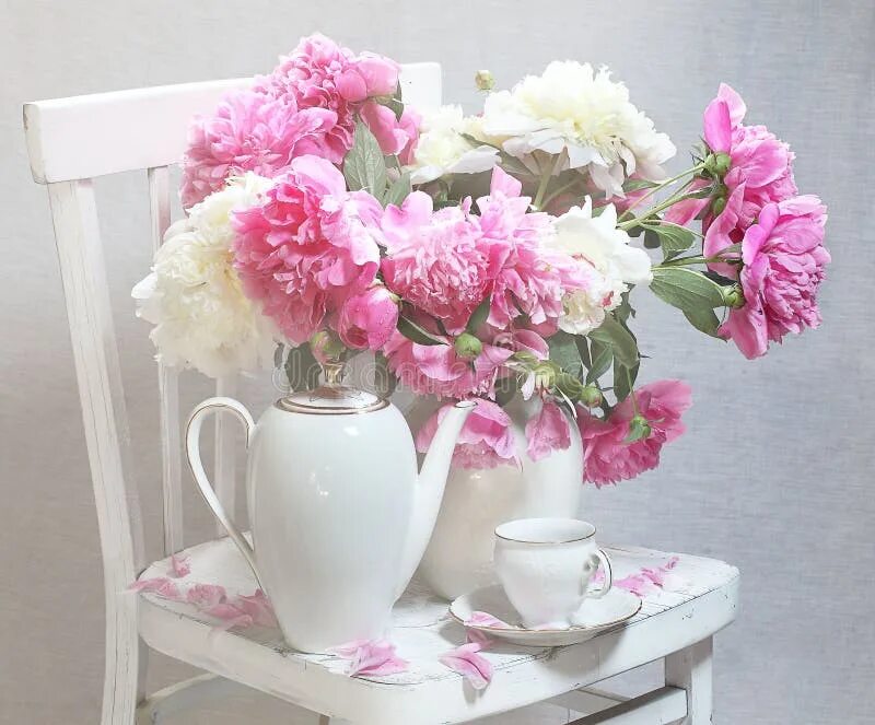 Пионы доброе утро фото 316 Saucer Peonies Stock Photos - Free & Royalty-Free Stock Photos from Dreamsti