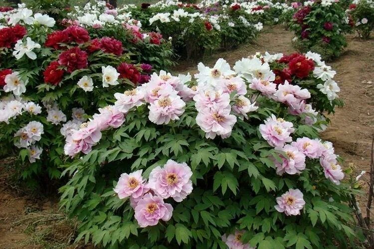 Пионы древовидные фото уход Древовидные пионы (70 фото): сорта, правильный уход и выращивание
