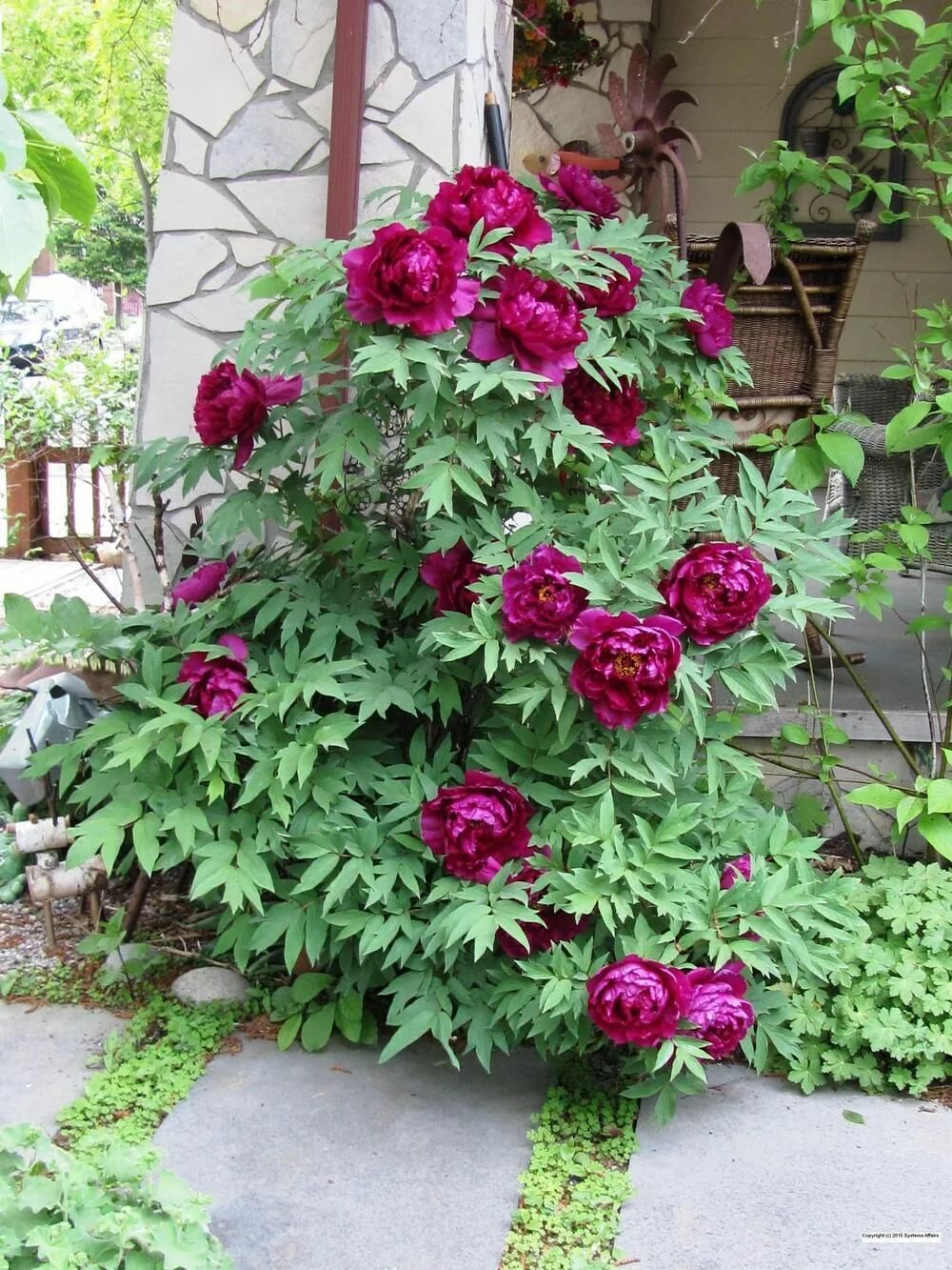 Пионы древовидные фото уход Entire plant photo of Tree Peony (Paeonia x suffruticosa 'Shimadaijin') uploaded