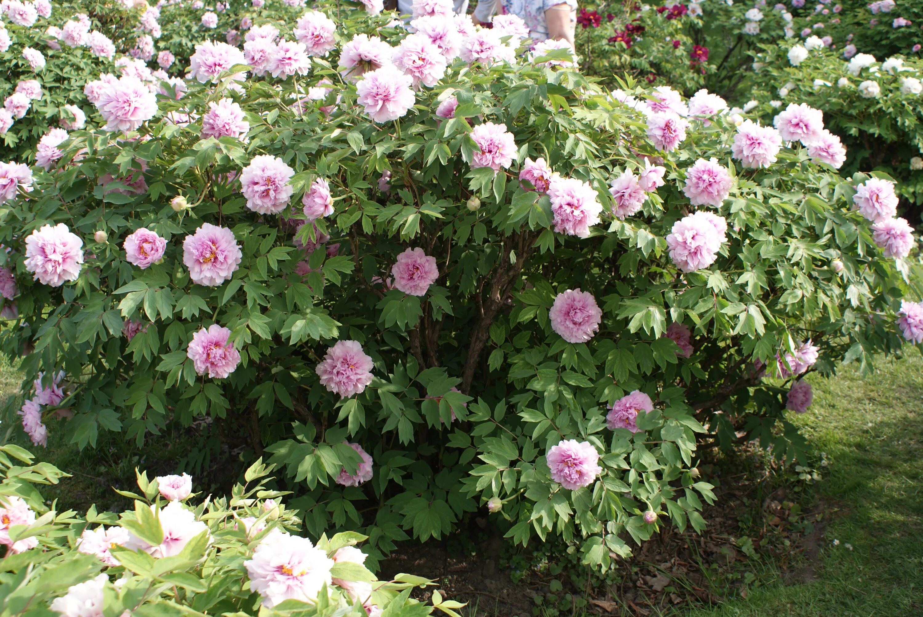 Пионы древовидные фото уход File:Paeonia Rockii Hybrid Group in Vienna 1.jpg - Wikimedia Commons